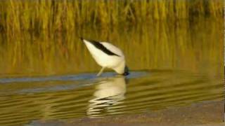 Rednecked Avocet Recurvirostra novaehollandiae  Rotkopfsäbelschnäbler 1 [upl. by Orsino386]