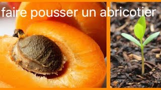 COMMENT FAIRE GERMER UN NOYAU D’ABRICOT 🍑 faire pousser un abricotier [upl. by Froma759]