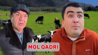 Mol qadri 🐄😂 [upl. by Cornela]