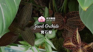 寶石蘭 Jewel Orchids [upl. by Nahtanaoj]