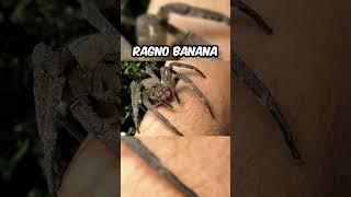 GLI ANIMALI PIÙ VELENOSI DEL MONDO 🐍 youtube shorts youtubeshorts [upl. by Ranique]