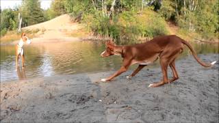 PODENCO IBICENCO  Ibizan hounds playing in the forest [upl. by Hamforrd]