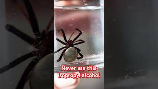 Never use this isopropyl alcohol 😱🫣🕷️ [upl. by Ekenna935]