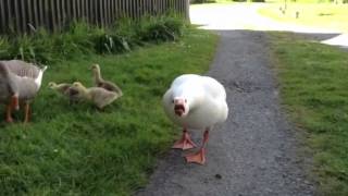 Angry hissing goose [upl. by Lepley]