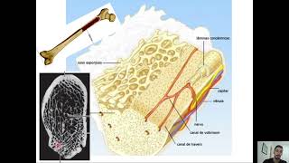 Aula Histologia Tecido Osseo [upl. by Honan]