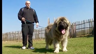 Incredibly big puppy who is only 5 months old [upl. by Diandra540]