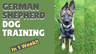 German Shepherd Dog Training and Mastering the Art of Attention in Only 1 Week [upl. by Odrude]