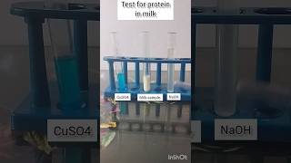 Biuret test  Test of protein in milk science shortsyoutube experiment shorts proteintest [upl. by Ebneter590]