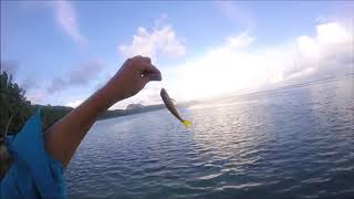 Microfishing In American Samoa [upl. by Elesig]