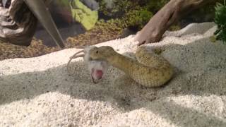 Cerastes vipera feeding response [upl. by Chick]