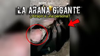 EL IMPACTANTE VIDEO de una ARAÑA GIGANTE encontrada en una CUEVA SECRETA [upl. by Sascha249]