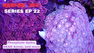 Redsea Reefer EP 22  Phosphate Spike and Dinos [upl. by Naicad]