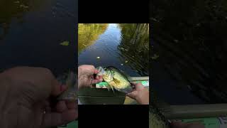 Beautiful crappie in October [upl. by Annecorinne]