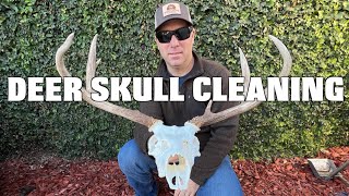 HOW TO CLEAN A DEER SKULL amp THE NASAL BONE CONVERSATION [upl. by Neyud]