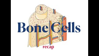 Bone Cells Recap [upl. by Rann]