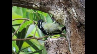 Yellowrumped Tinkerbird [upl. by Emmerie]