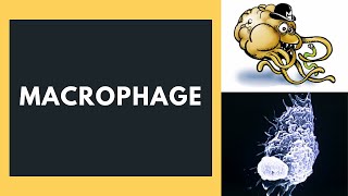 Macrophage [upl. by Cyprus803]