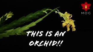 Last Orchid Haul of 2020 Part 2  Never saw these Orchids before 😱 [upl. by Salisbury]