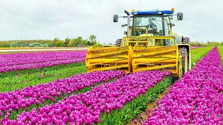 How 2 Billion Tulip Bulbs Are Produced and Harvested  Tulips Cultivation Technique in Green House [upl. by Nwahsir]