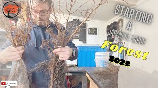 Creating A Bonsai Larch Forest Jan 2023 [upl. by Nyrrat19]