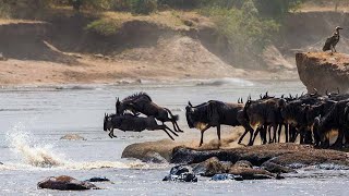 The Great Wildebeest Migration in Kenya in 2024 [upl. by Edia433]