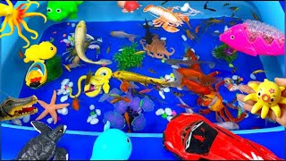 Put fish in the float tank carp goldfish dolphins sharks jellyfish sea creatures [upl. by Ladnik]