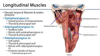 Larynx Pharynx and CST LO 3  Pharyngeal Muscles [upl. by Dranel139]