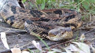 Canebrake Rattlesnake [upl. by Kcirrez622]