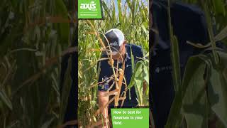 How to test for fusarium in your field [upl. by Ojillib]