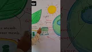 Chloroplast as energy converting organelle foryou viralvideo viralshorts trending biology [upl. by Attiuqal]