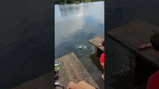 Catching aggressive BIG Bream Fishing at its best castinglures fishing bream urunga [upl. by Siramad]