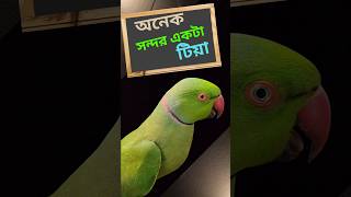 অনেক সন্দর একটা টিয়া পাখি। টিয়া পাখি BDBIRDSHOP [upl. by Sophi]