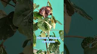 Majagua variegada plantas tropicales  arboles [upl. by Schechinger]