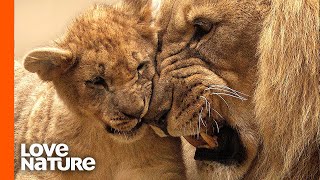 Lion Cub Seeks Attention from His Sleepy Father [upl. by Alena632]