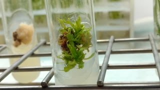 Plant Tissue Culture in 3 minutes [upl. by Anzovin]