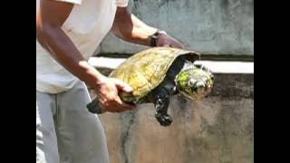 Erymnochelys madagascariensis [upl. by Meurer]