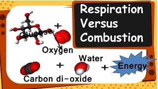 Biology  Respiration vs Combustion  Life Processes – Part 9 – English [upl. by Acinomahs544]