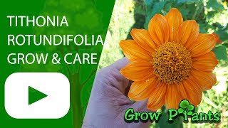 Tithonia rotundifolia  grow amp care Mexican sunflower [upl. by Airak]