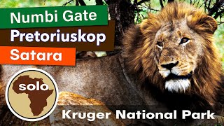 Kruger National Park Travel Vlog  Part 3 Numbi Gate Pretoriuskop amp Satara Camps in November [upl. by Reseta]