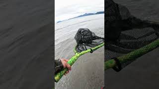 Snagging for sockeye salmon in Seward Alaska quot first cast self net quot fishing fish [upl. by Armond]