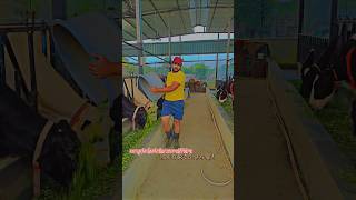 Successful cow dairy farm starting dairy farm business in India dairy farm tour in Indiafarming [upl. by Rina]