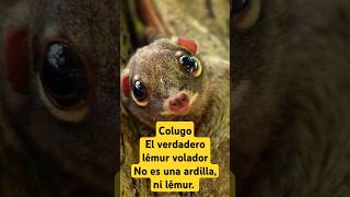 Colugo el verdadero lémur volador curiosidades sabiasque [upl. by Griselda]