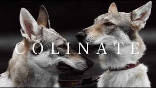 Czechoslovakian Wolfdog（チェコスロバキアン・ウルフドッグ）By COLINATEコーリネイト [upl. by Krystle340]