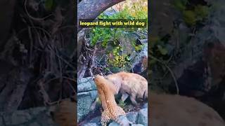 leopard fight with wild dog। viral funny shorts feed। [upl. by Cuda754]