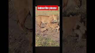 lion cub । lion cubs killed । [upl. by Irrabaj937]