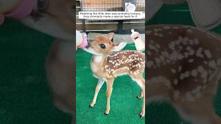 The kindheart man discovered a stray fawn and adopted it shorts [upl. by Erek]