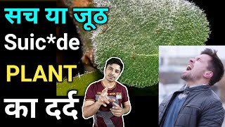 जान मांगने वाले पौधे का सच Gympie Gympie Plant Truth Jasstag [upl. by Pisarik869]