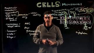 Membrane Proteins and Osmosis [upl. by Annaoi]