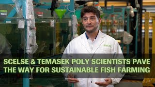 SCELSE amp Temasek Poly scientists pave the way for sustainable fish farming [upl. by Ahsaeyt230]