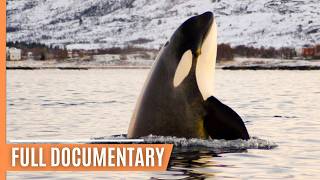 Skagerrak The hunting grounds of the Orcas  Full Documentary [upl. by Aibara]